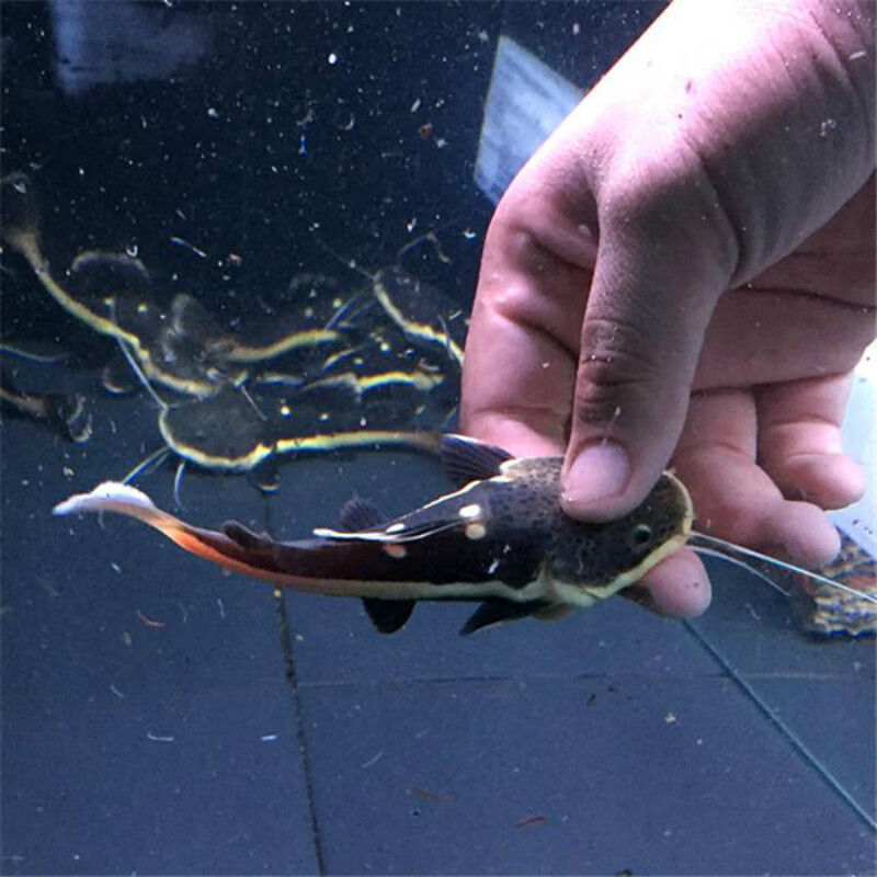 猫鱼狗仔鲸鱼发财鱼红尾鲶鱼活体中大型底层鸭嘴鲨观赏鱼活体 猫苗 6