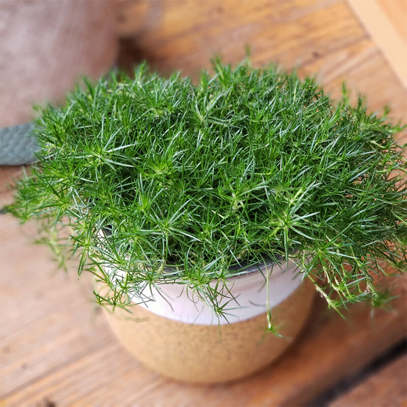 clcey爱尔兰珍珠草盆栽庭院覆盖盆土观叶植物铺地观护盆草四季常绿 爱