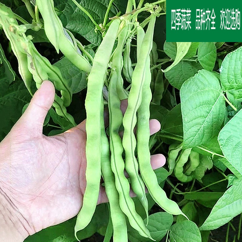 黎昕  架豆王种子泰国特长无筋架豆青豆菜豆长芸豆四季豆爬藤蔬菜种子