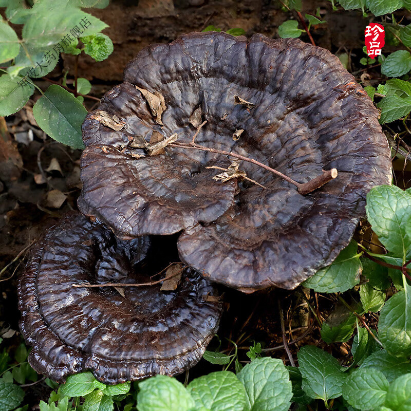 灵芝正宗野外生黑灵芝紫灵芝泡酒紫芝林芝可切灵芝片 切灵芝片干