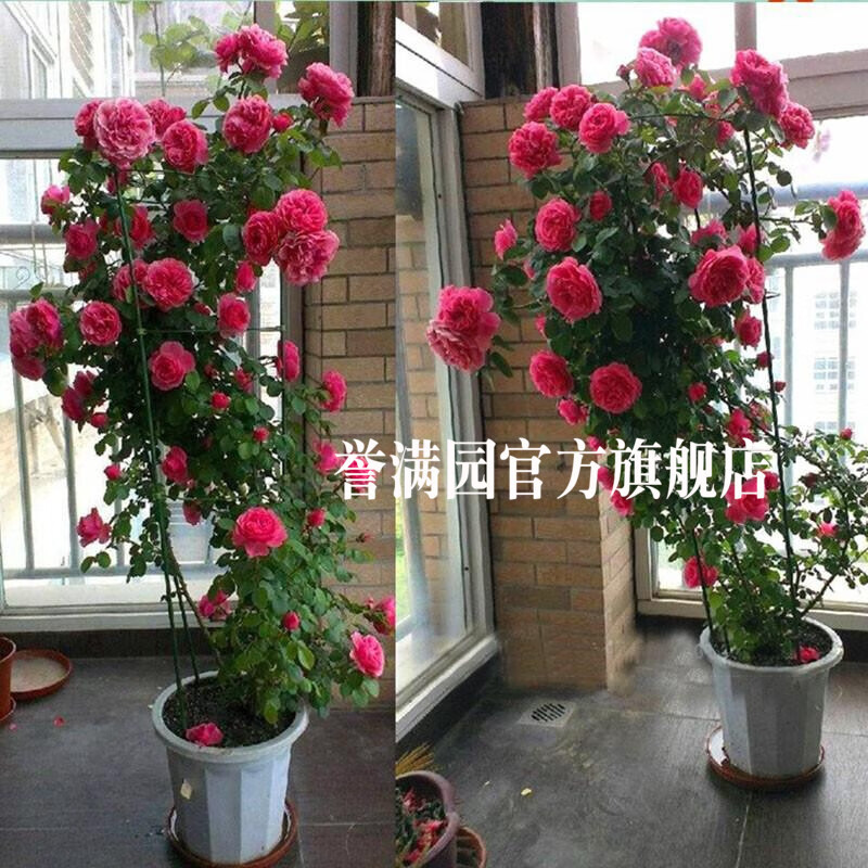 �ش������¼������Ũ��ͥԺֲ�ﻨ������Ũ���ļ�����ͥԺ��ǽǾޱ���翪����������԰ �ٱ��¼����� ������