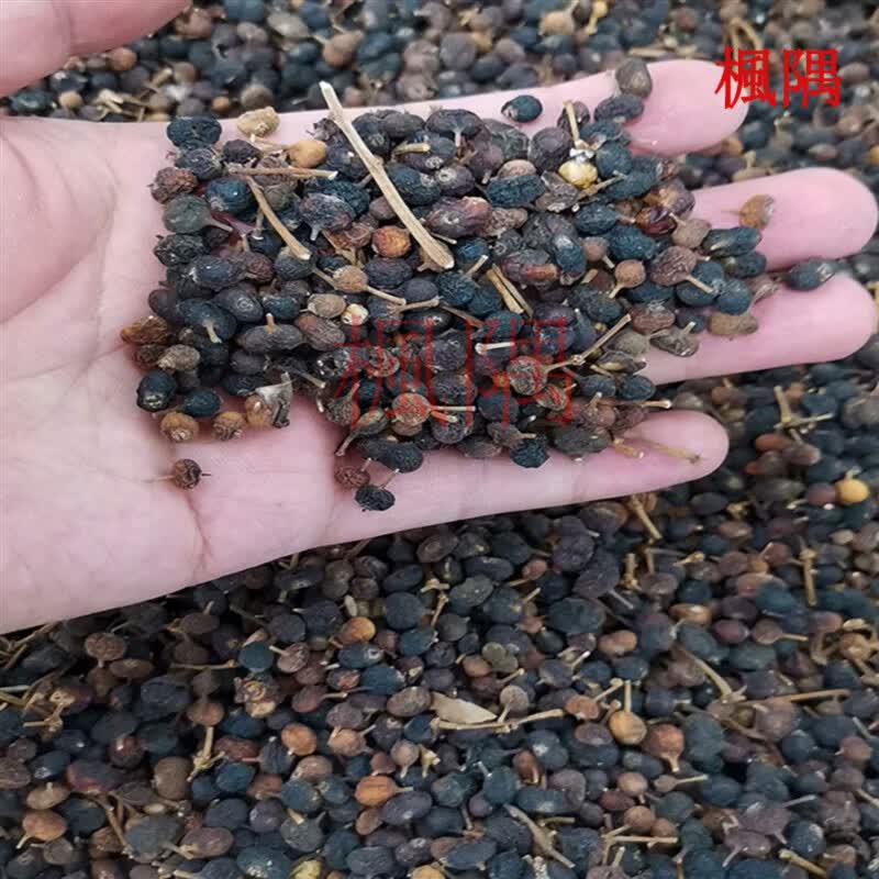 楓隅幌伞枫种子林木种籽广伞枫富贵树晃伞枫种籽幸福树绿化林木苗木树