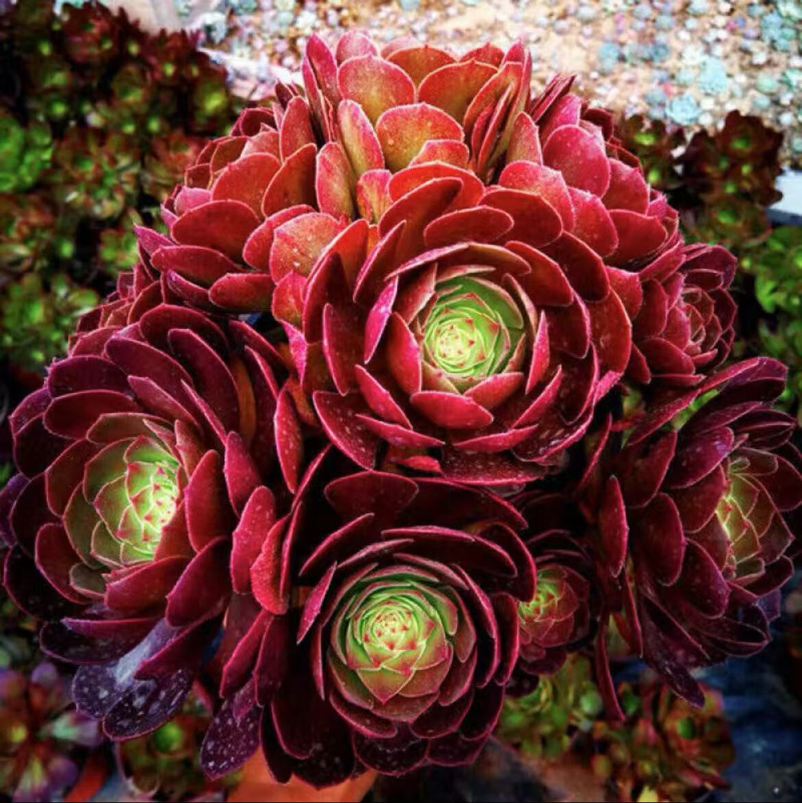 多肉植物 荷兰圆叶玫瑰法师老桩 多头群生多肉植物室内 韶羞法师老桩