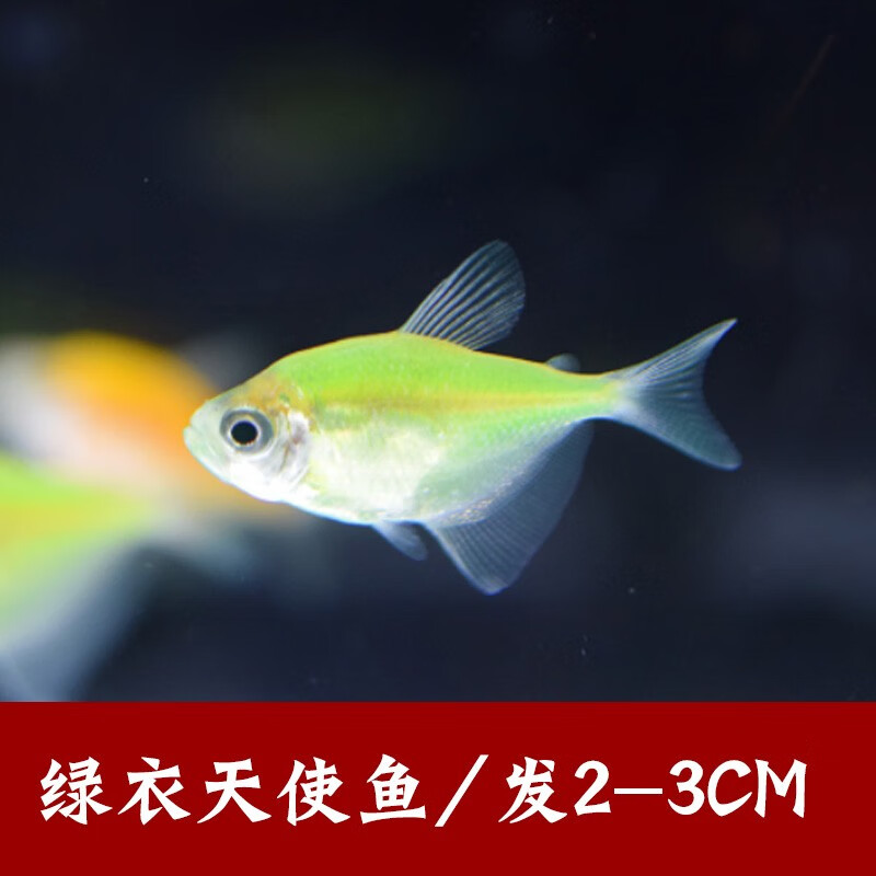 活体观赏鱼淡水鱼群游彩裙鱼小型练手热带鱼 绿衣天使6条装(5 1备损)