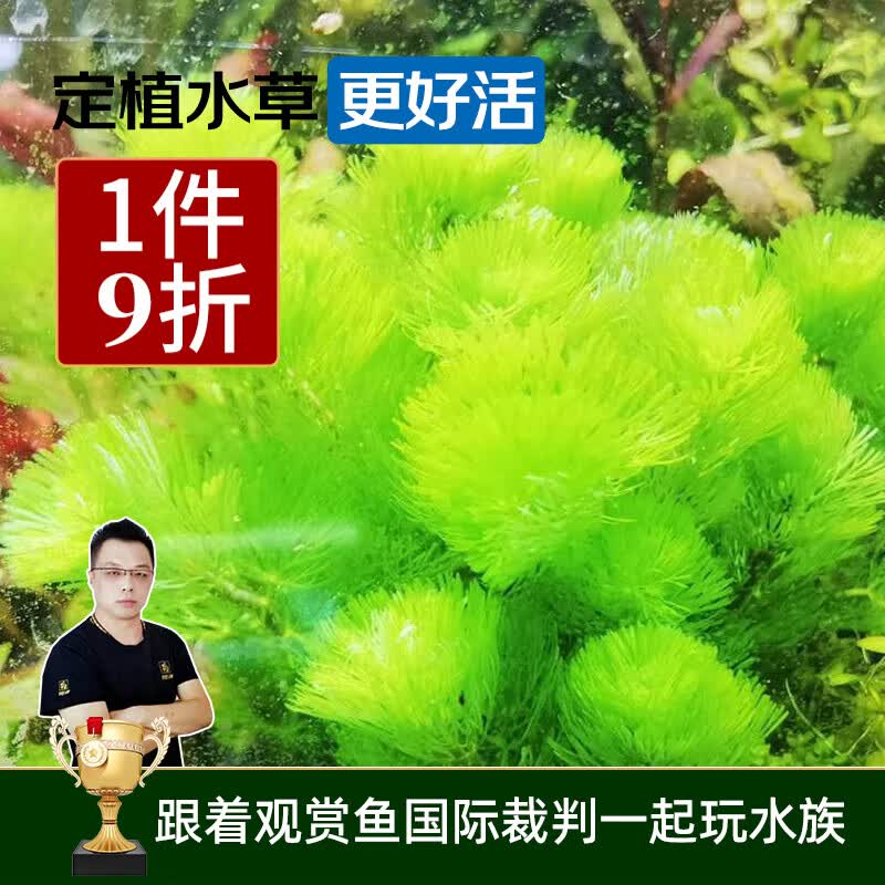 云峰海瑞真水草活体坨草 鱼缸水草泥 活水草 小鱼缸造景 鱼缸活体水草 绿菊坨草 1坨使用感如何?