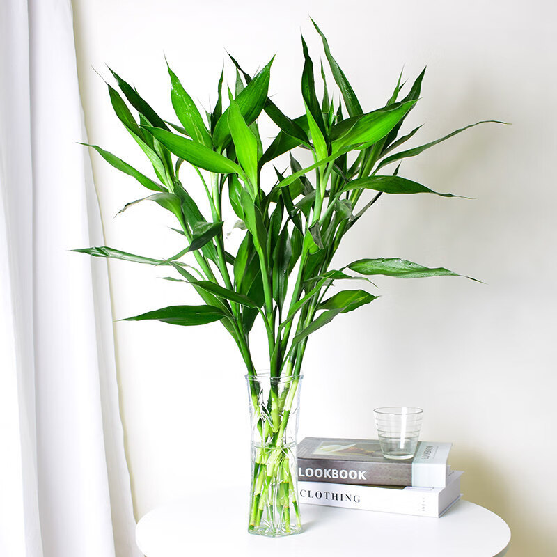 水培植物转运竹水养客厅绿植室内花竹子盆栽植物 65cm大叶富贵竹10棵