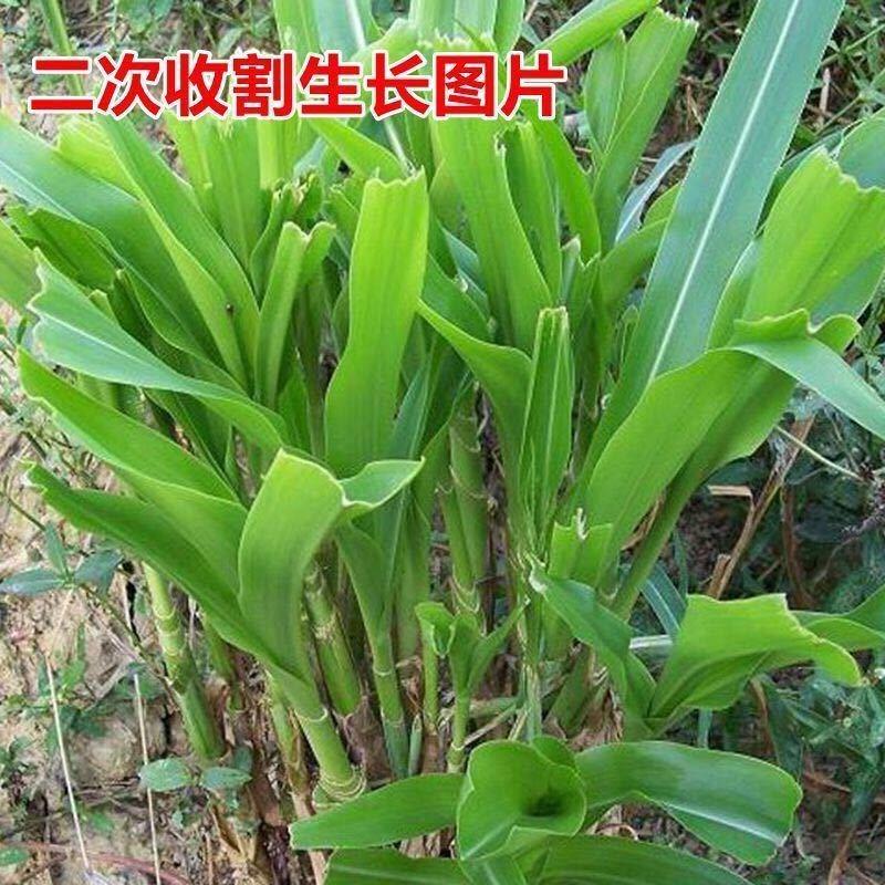 花乡邻里高丹王草种籽苏丹草草籽杂交四季高产养殖猪牛羊兔鱼草牧草