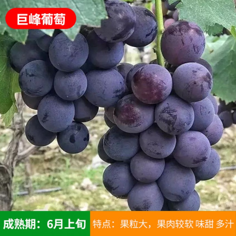 绿达花卉葡萄树苖蓝宝石葡萄树苗北南方种植当年结果大苖爬藤果树苖