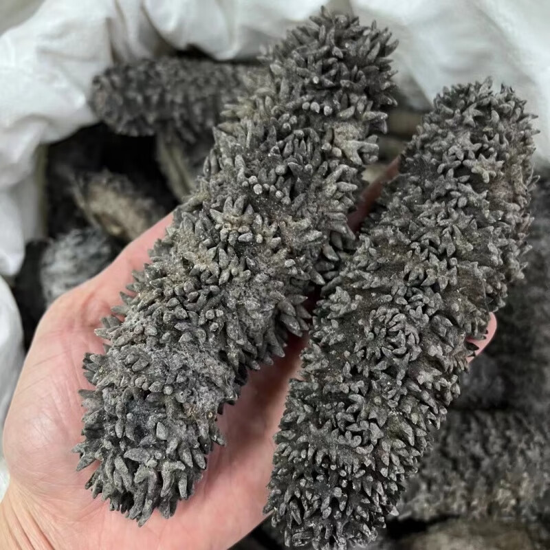 虎钢馋蜀逍肴梅花参澳洲梅花参刺参梅花海参 深海淡干海参干货500克2