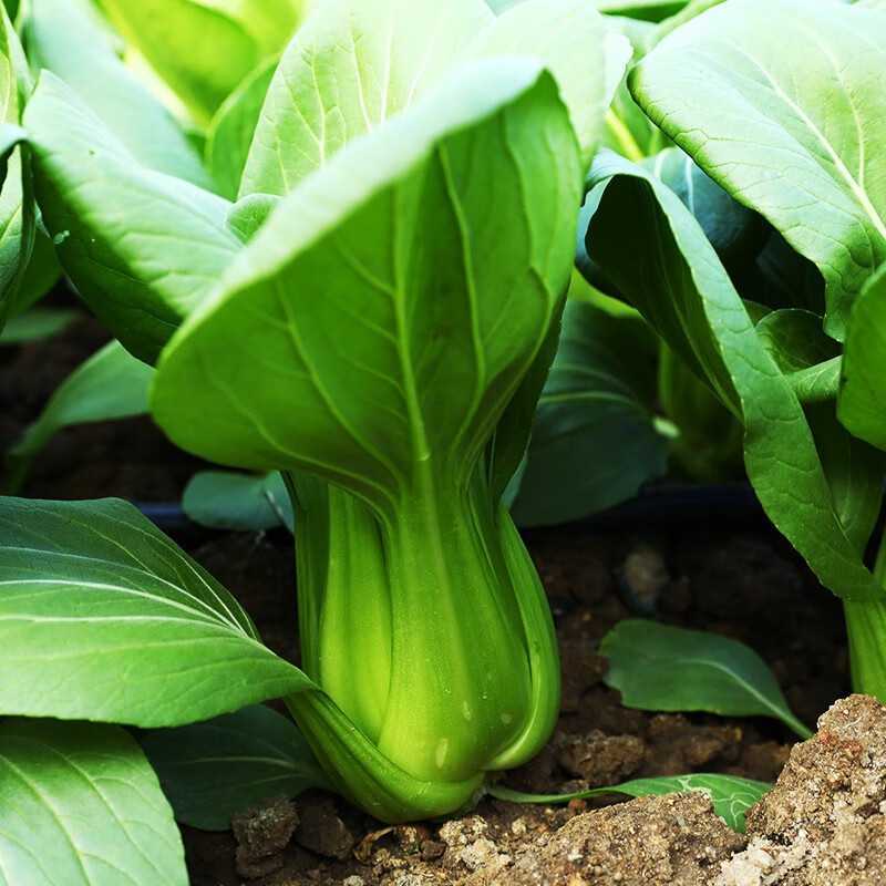 北蔬 上海青种子大包装批发油菜籽冬天青菜种子 上海青油菜种子 20g