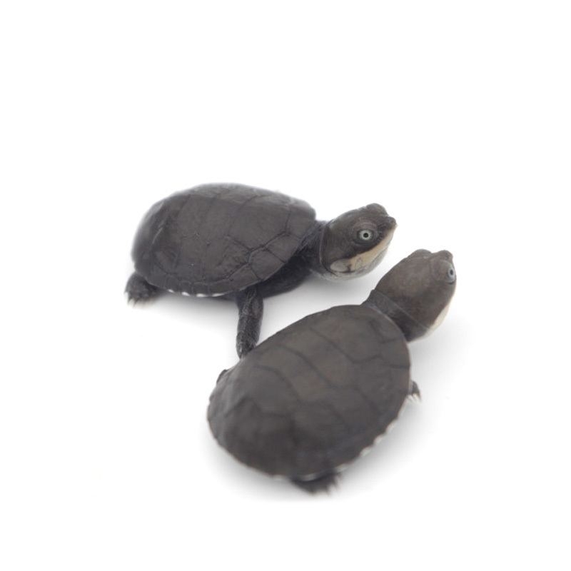 沼泽侧颈龟苗活体乌龟活物深水龟西非侧颈长颈龟观赏龟 沼泽6-8cm瑕疵