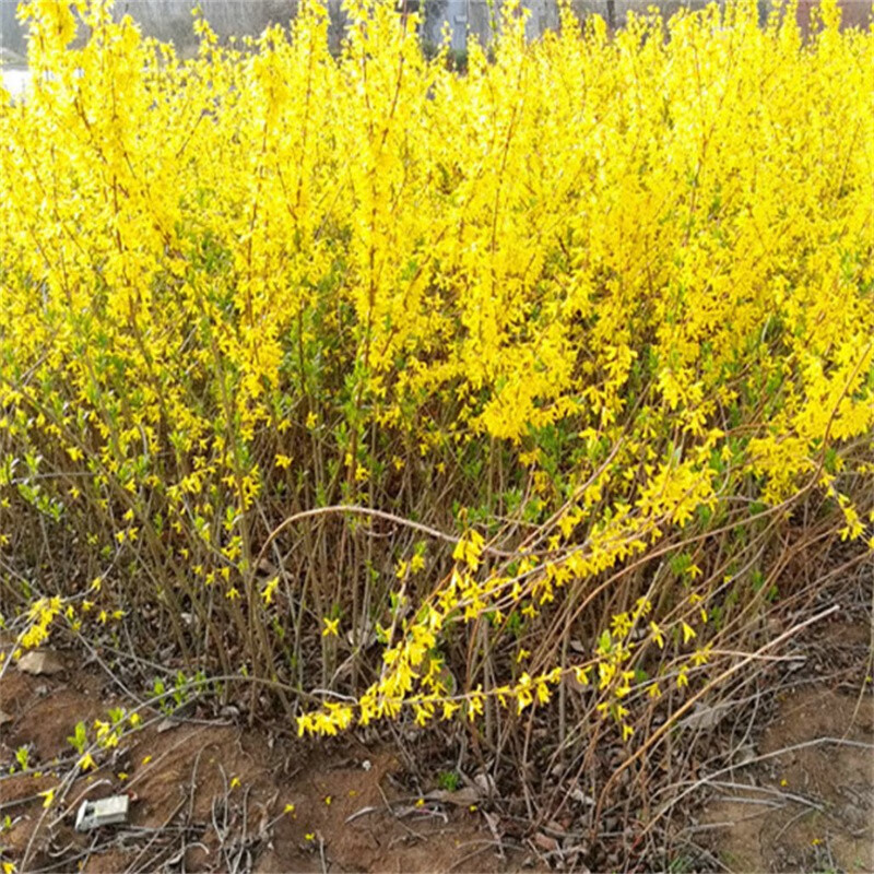 鼎曳连翘苗小苗树苗耐寒独杆树黄花黄老虎球绿化庭院灌木行道工程苗 