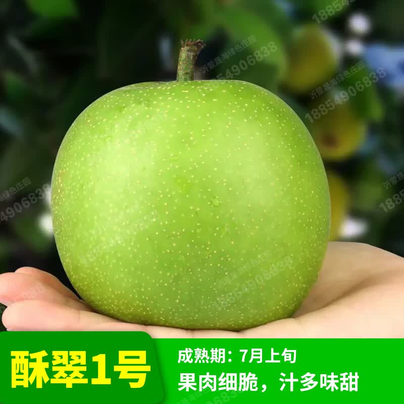 憶芗梨树 梨子树苗 梨苗梨树苗嫁接苗果树苗盆栽地栽苗南方北方 酥脆一号 8年苗怎么样,好用不?