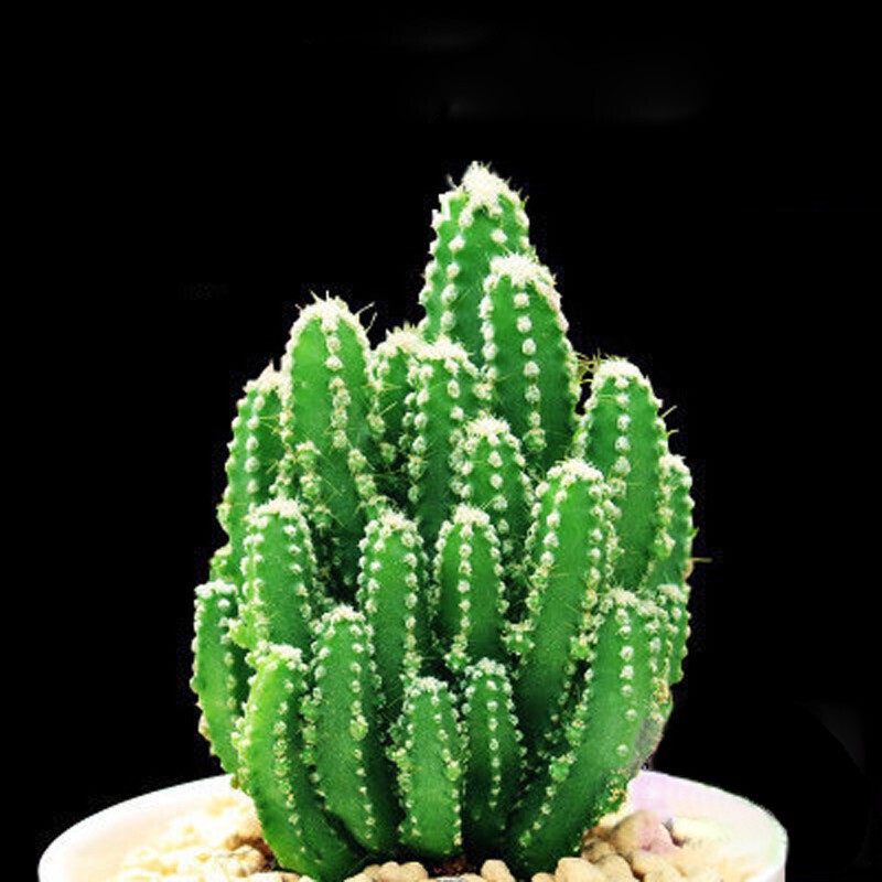 老桩24款入门肉肉迷你多肉办公室内阳台桌面绿植花卉 万重山 花瓣盆