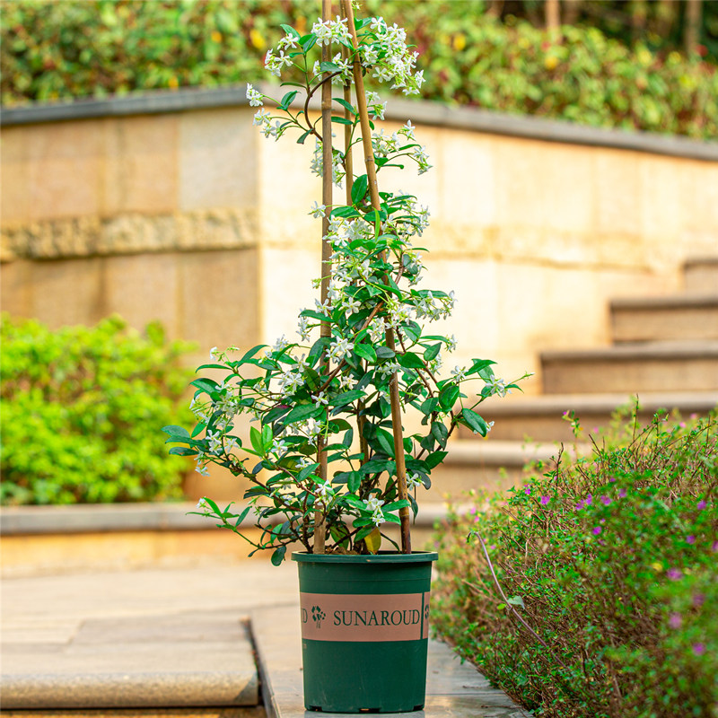 风车茉莉盆栽带花苞庭院阳台爬藤植物当季开花好养花卉浓香型大苗