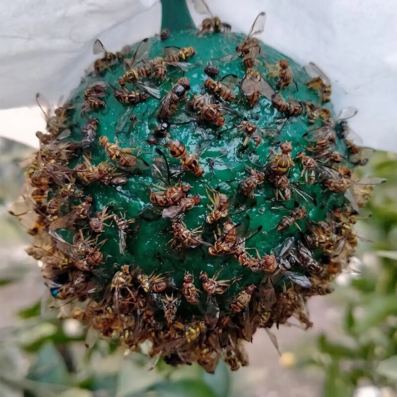 空消(kongxiao)诱蝇球柑橘大实蝇小实蝇瓜实蝇果蝇粘虫球贴针蜂器果园