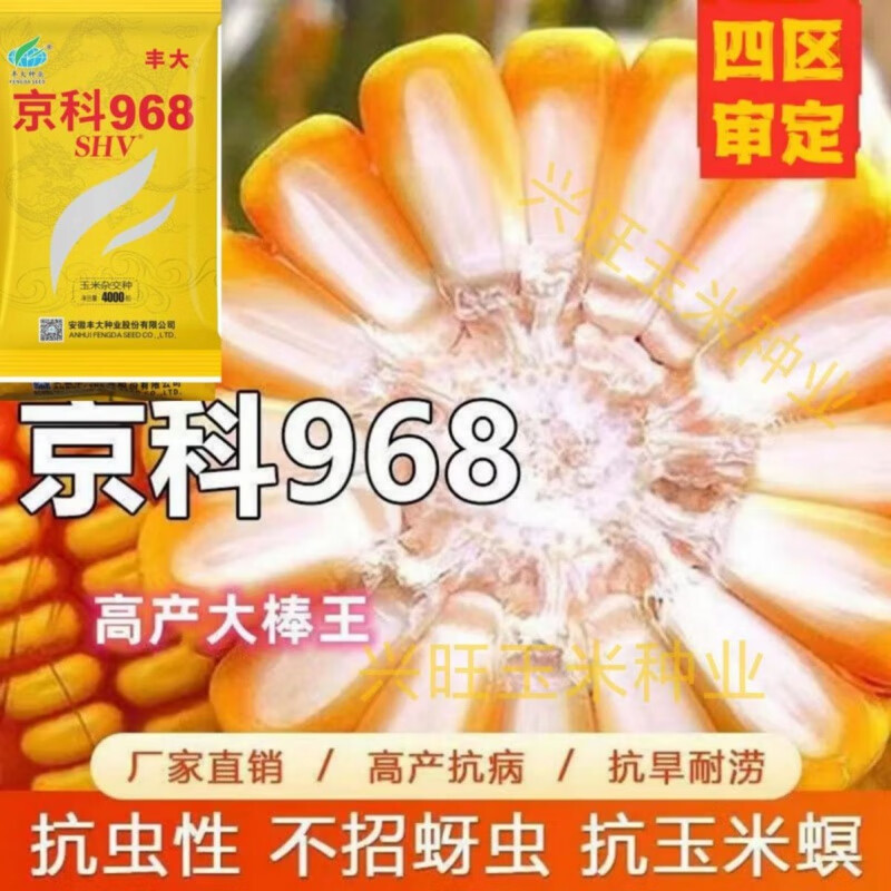 禾之润京科968玉米种子大全高产抗旱矮杆抗病大棒抗倒农科院育种 京科