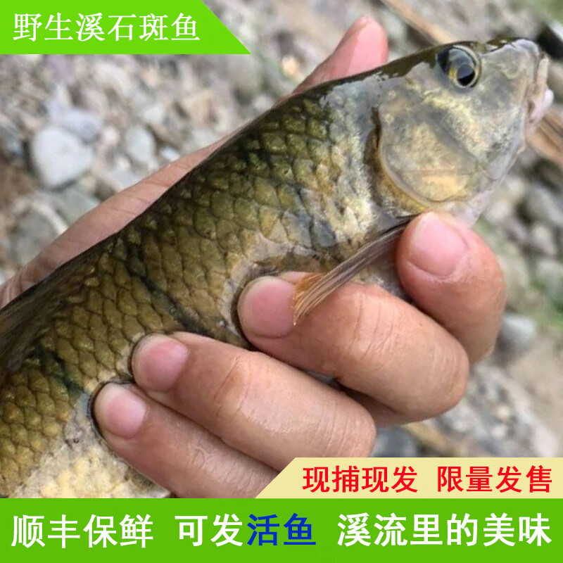 鲜木嘢升溪石斑鱼鲜活鱼淡水溪水小石斑鱼苗光唇鱼罗丝鱼小杂鱼观赏鱼