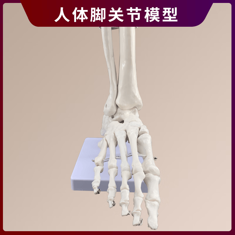 人体关节骨骼手肘腕脚踝骨肩膝关节髋骨科附韧带医学教学玩具模型 脚