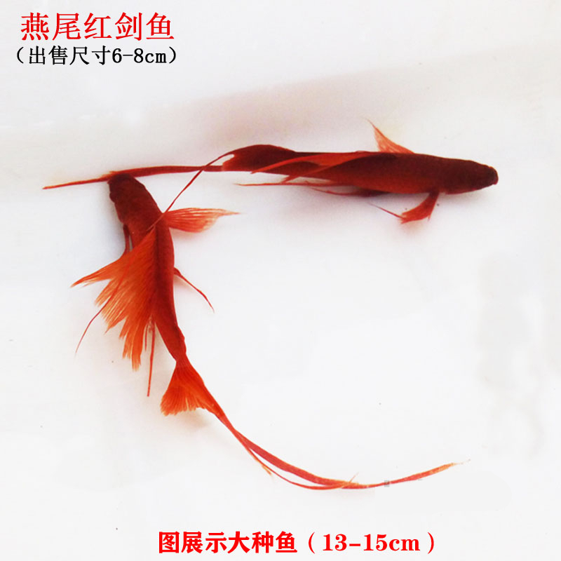 莱羡朵高帆红剑鱼双尾燕尾高鳍红箭鱼热带孔雀凤尾鱼发财观赏小型鱼