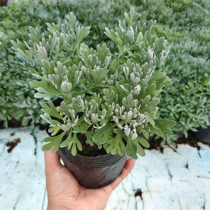 雨花蝶 芙蓉菊植物盆栽海芙蓉花苗香菊玉芙蓉盆景白艾花卉阳台庭院