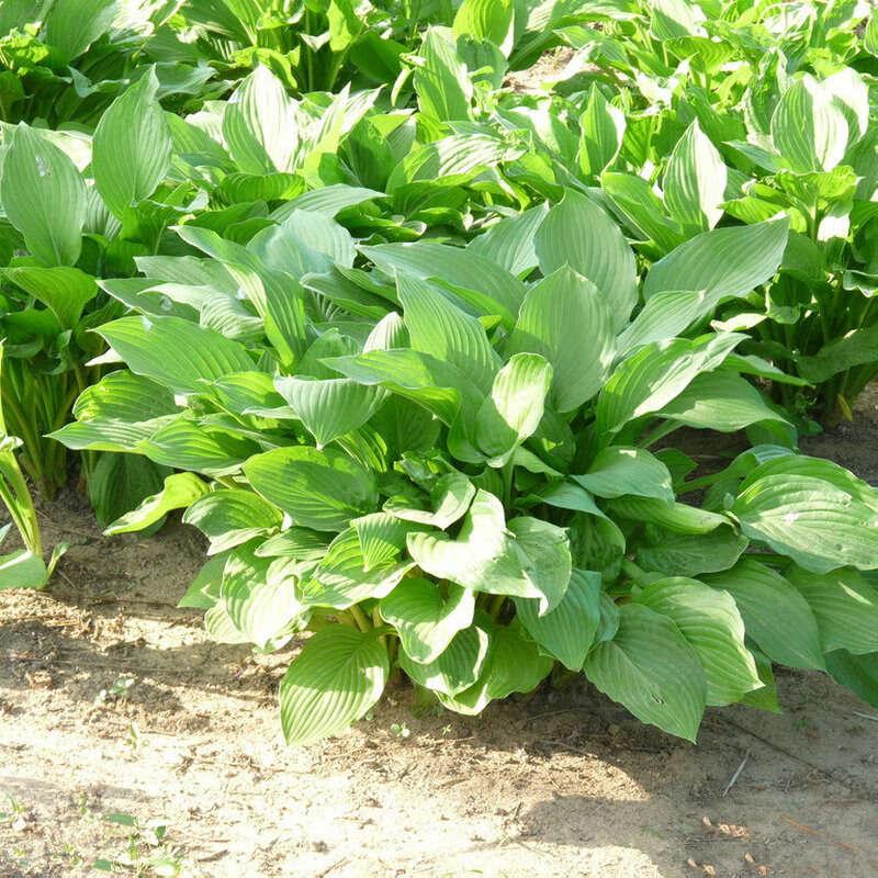 百萌绿玉簪根芽10个多年生宿根耐荫耐寒观叶观花植物庭院观赏玉簪宿根