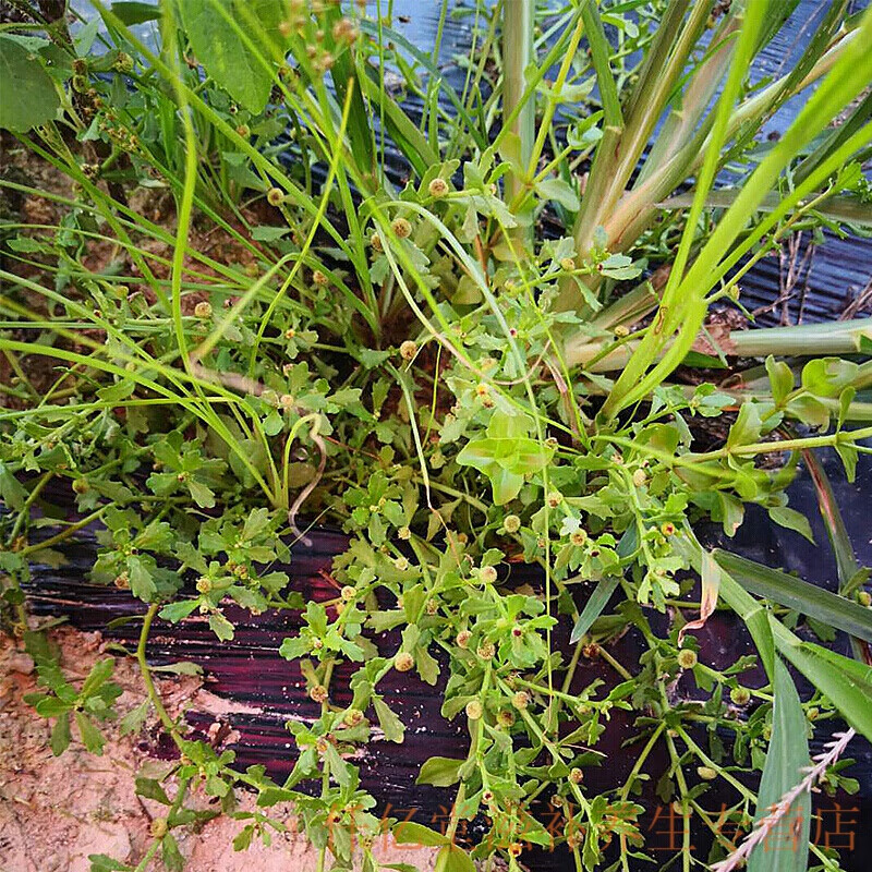 新鲜鹅不食草饿不食草鹅仔不吃草中草药中药材200g