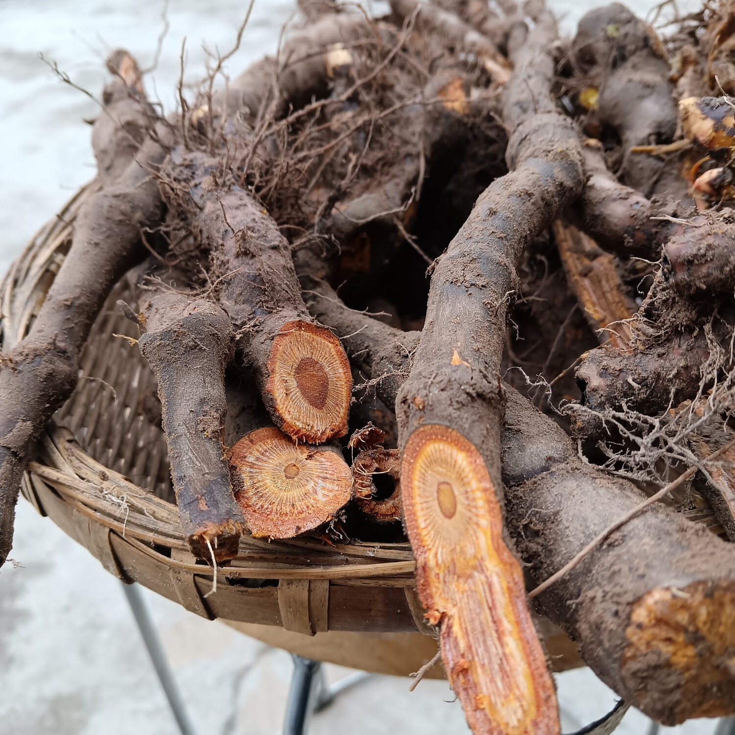 虎杖老根本野生花斑竹酸筒杆酸汤梗斑杖根黄地榆 纯老根现采(泡酒专用