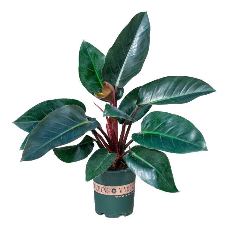 晶花通【同城配送两小时达】红钻盆栽家居客厅办公室前台大厅开业