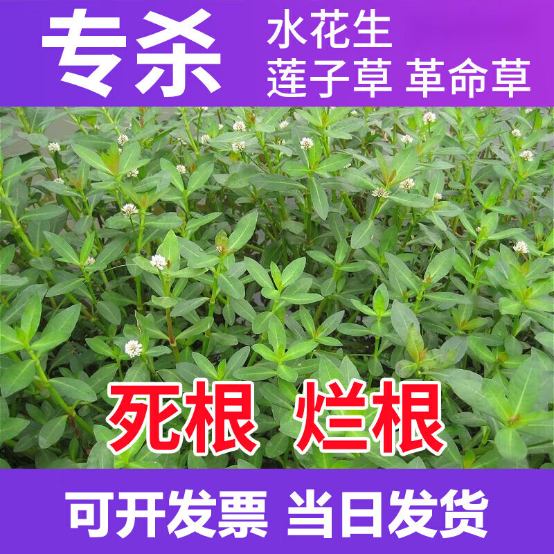 专杀水花生净葫芦除草剂除打草烂根专用药剂氯氟吡氧乙酸农药除草