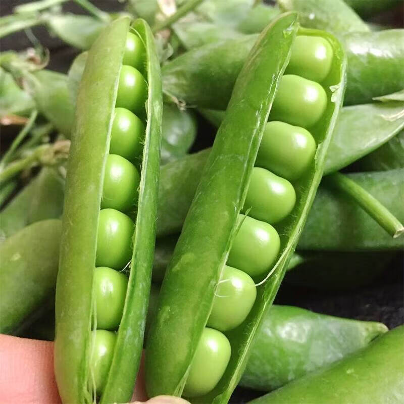 云南高山带壳豌豆甜豆青豆新鲜蔬菜现摘水果豌豆带壳甜豆 1000克精选