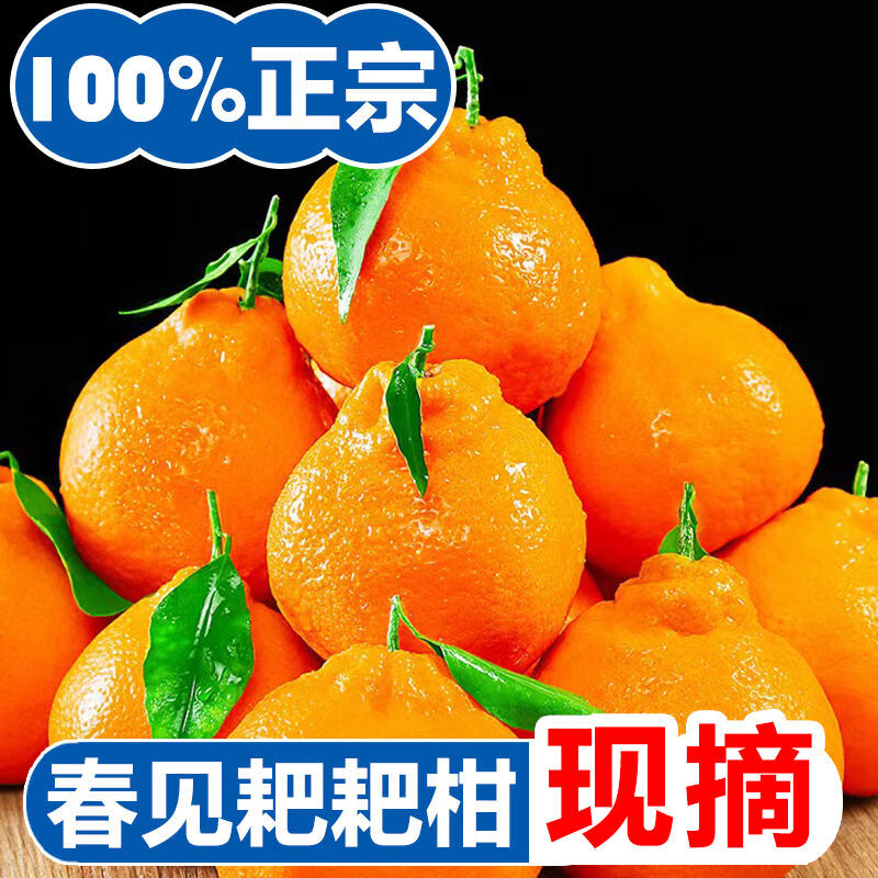 粑粑柑春见耙耙柑30斤一整箱正宗四川眉山春见耙耙柑新鲜水果孕妇 4.5斤礼盒装 [商超精品85mm左右]精选特大果