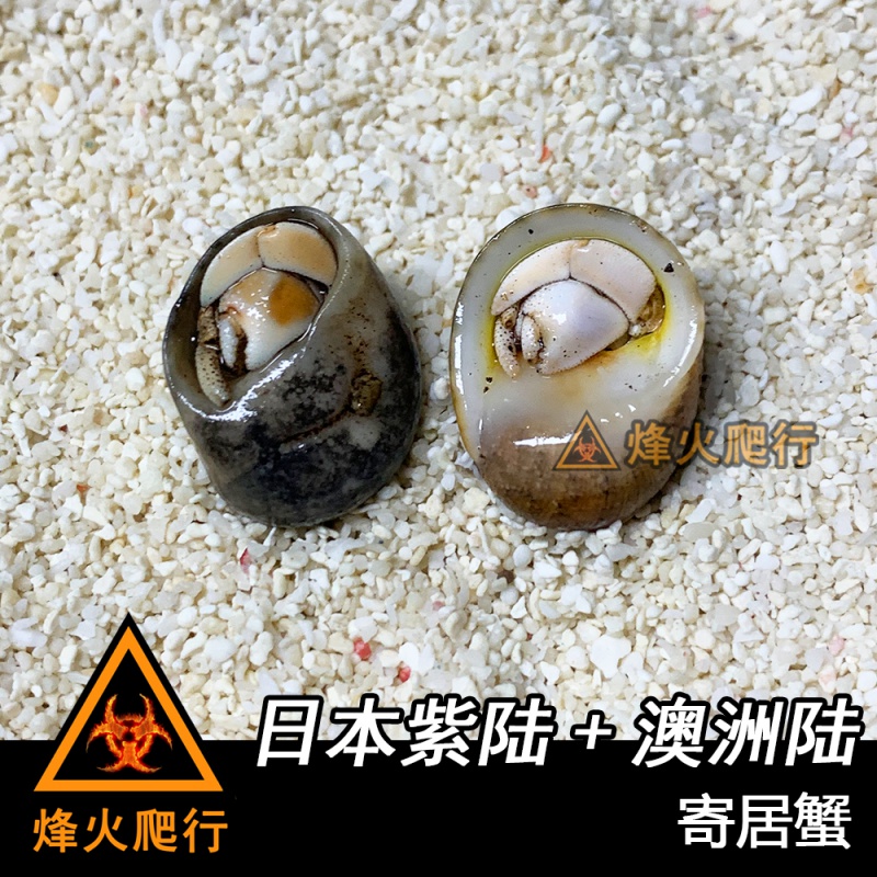 寄居蟹草莓灰白短腕深紫陆凹足陆生蟹淡水宠物淡紫西伯 紫陆2cm 澳陆2