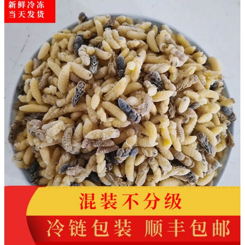 活体马蜂蛹雄蜂蛹500g虎头蜂蜂蛹黄蜂蛹泡酒新鲜速冻蜂蛹幼虫【推荐】