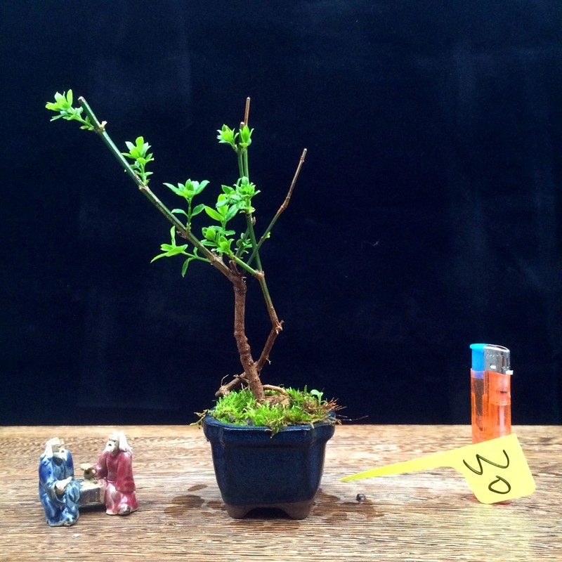 畅微 小叶虎蹄迎春盆景造型老桩提根造型盆栽绿迎春花黄老虎连翘花苗