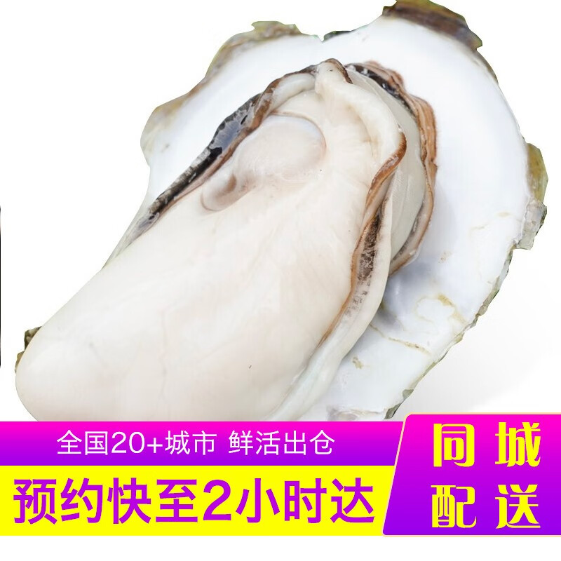 【活鲜】乐食港 乳山鲜活 生蚝 牡蛎 海蛎子贝类山东产地海鲜水产 生蚝 烧烤食材 4-5两（20-24只）约10斤