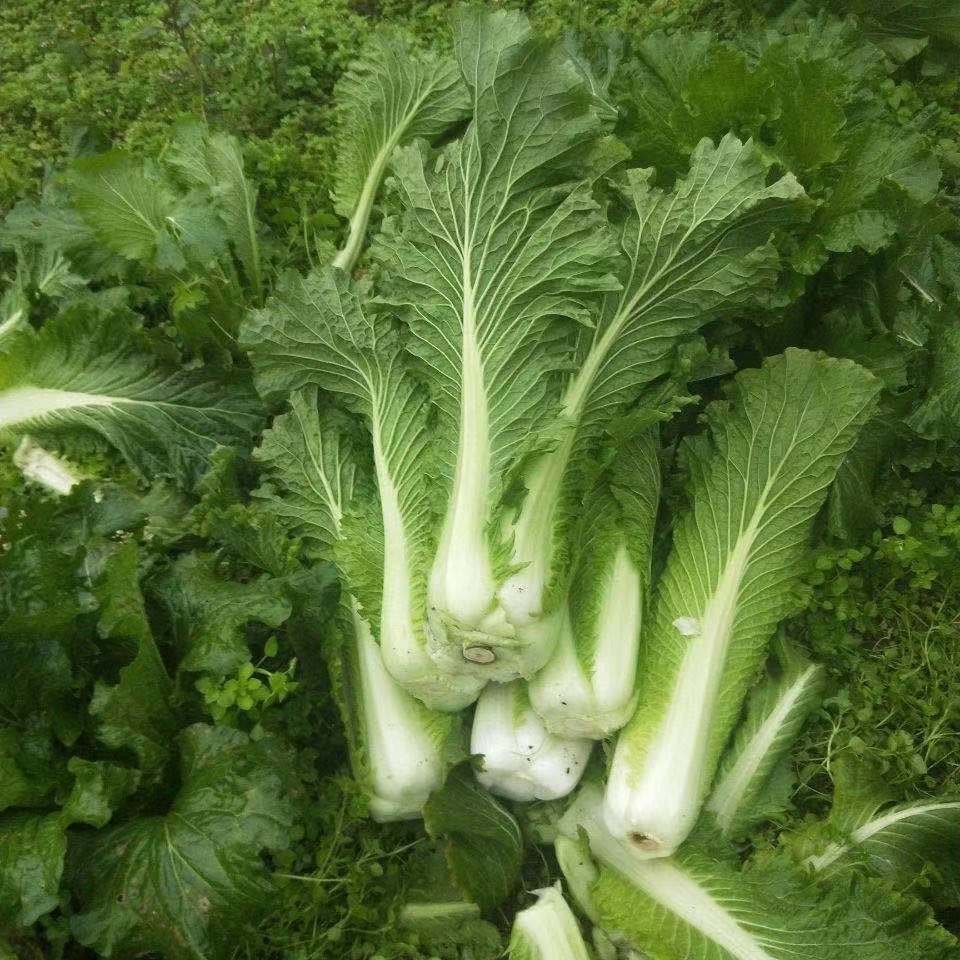 【现拔现发】天津青麻叶大绿白菜农家露天种植高帮整颗新鲜蔬菜 小