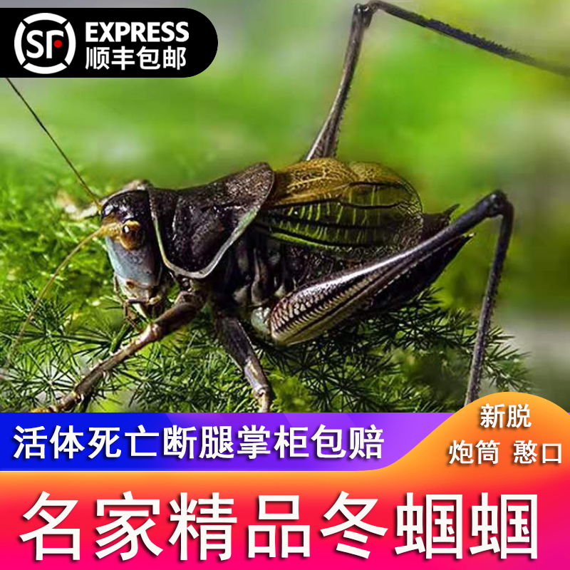 冬蝈蝈活鸣虫新脱铁皮山青平谷黑翡翠绿叫蝈蝈巨型大宠物昆虫【掌柜