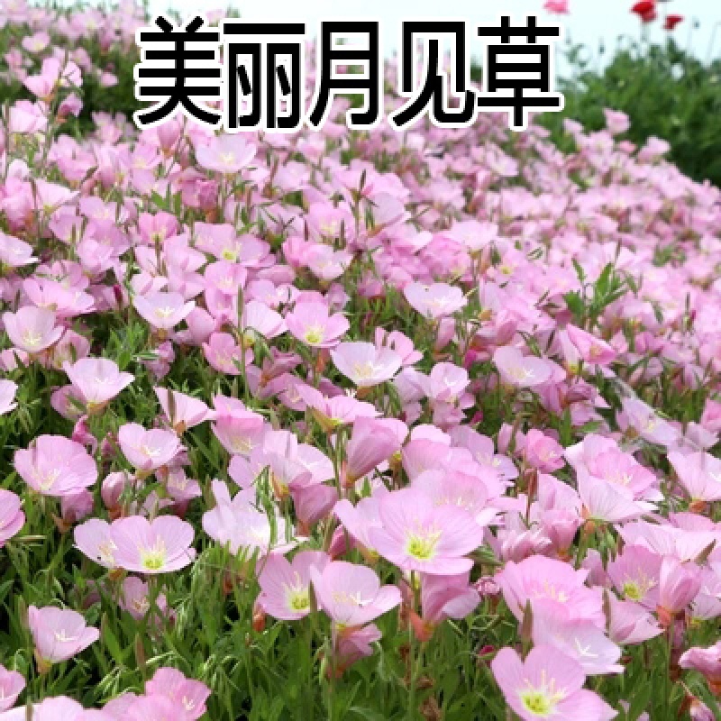 易种活庭院阳台盆栽爬藤花卉植物五角星花种籽 美丽月见草种子100粒装