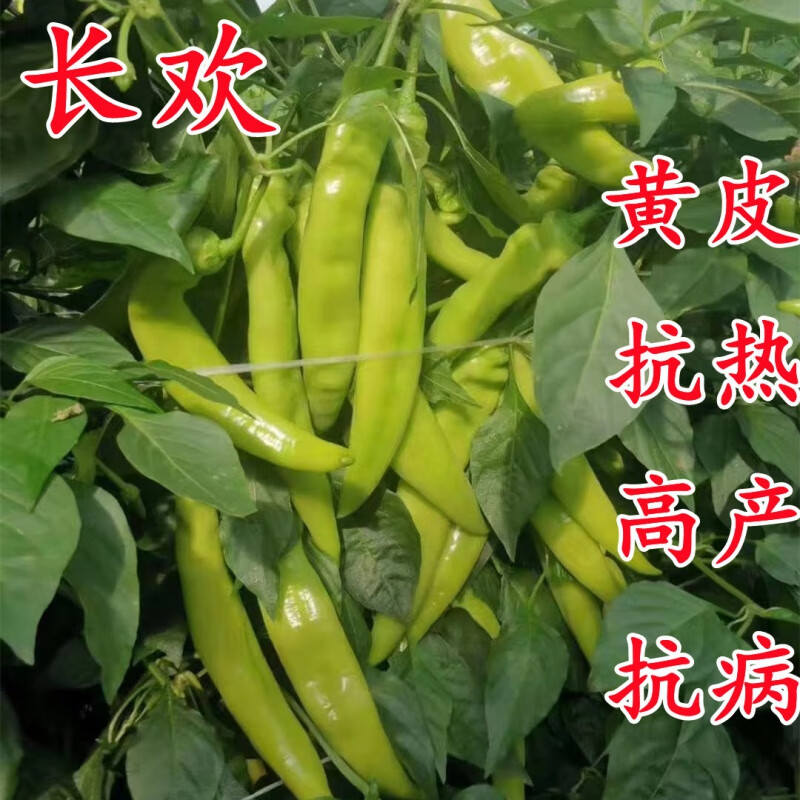 黄皮长欢辣椒种子20粒分装