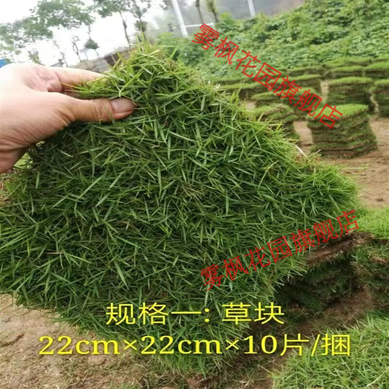 lzjv草皮草坪带泥带土真草四季青草皮马尼拉大叶油草草皮广东省内 不