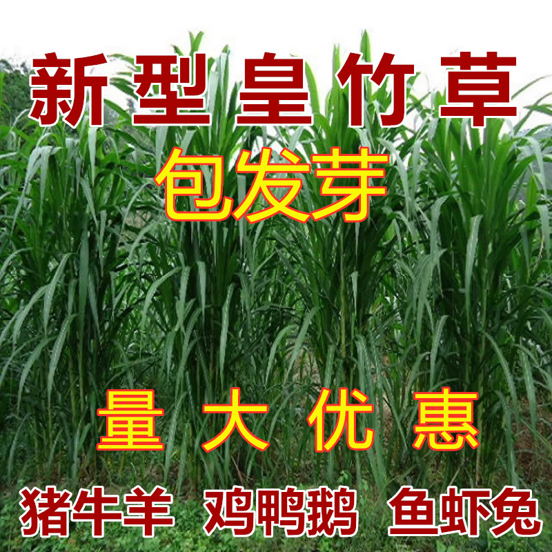 菌草种子多年生牧草种子鸡鸭鹅猪牛羊鱼王草种籽 新型皇竹草种节100节