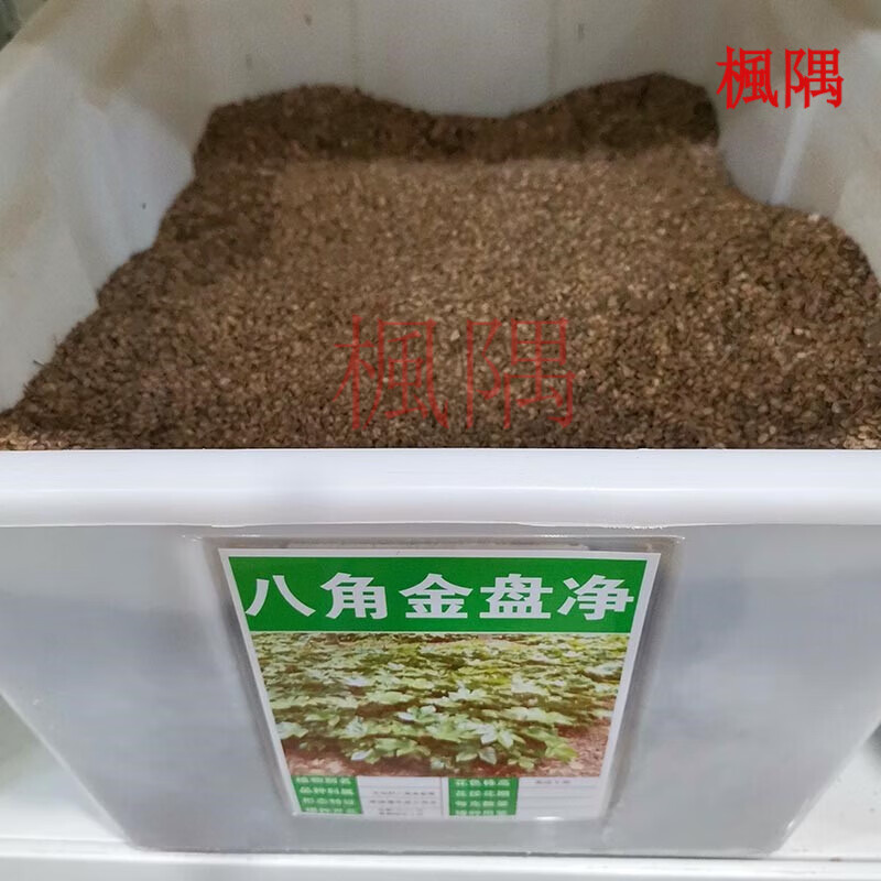 楓隅八角金盘种子净种绿化行道树种籽籽 八角金盘种子一斤净种