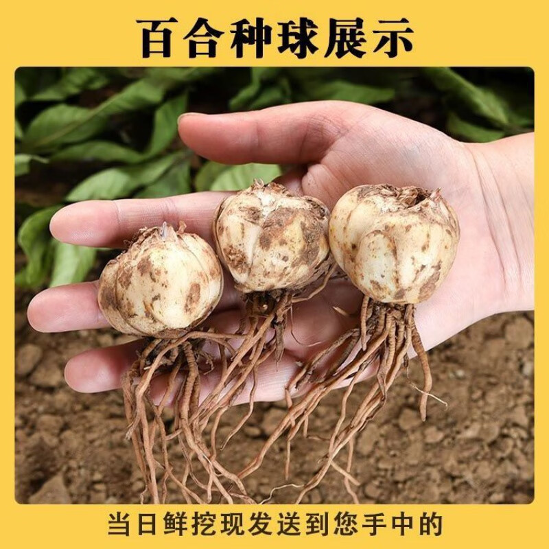 食用百合种球5颗(花盆试种植)