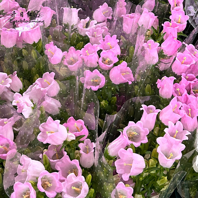 千日红(everblooming)风铃花鲜切花紫色风铃草鲜花水养家用可爱文艺应