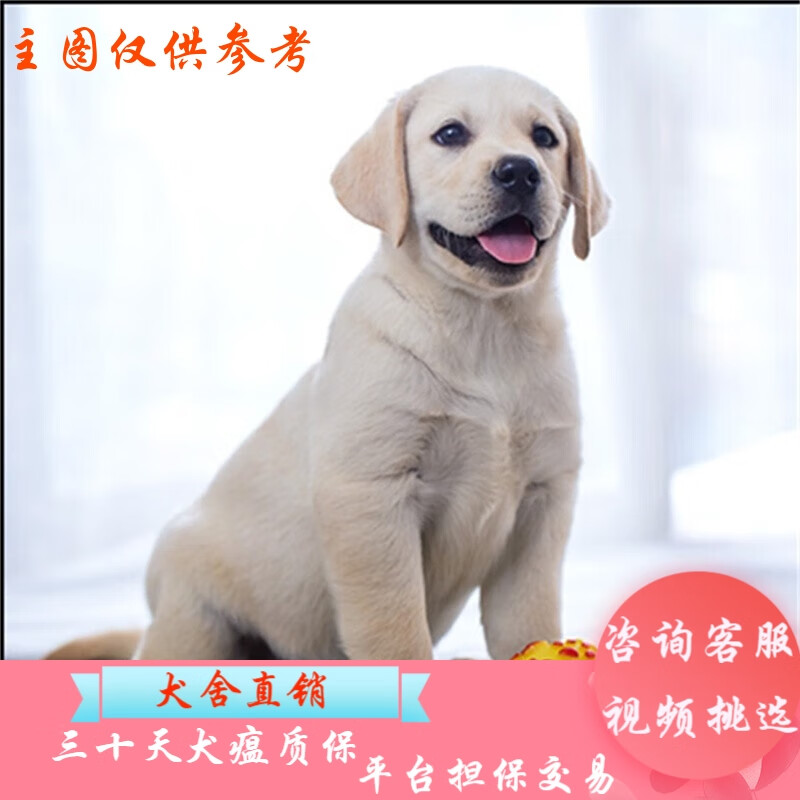 桓瑞宠物纯种拉布拉多幼犬神犬小七活体巡回犬幼犬导盲犬宠物狗狗保