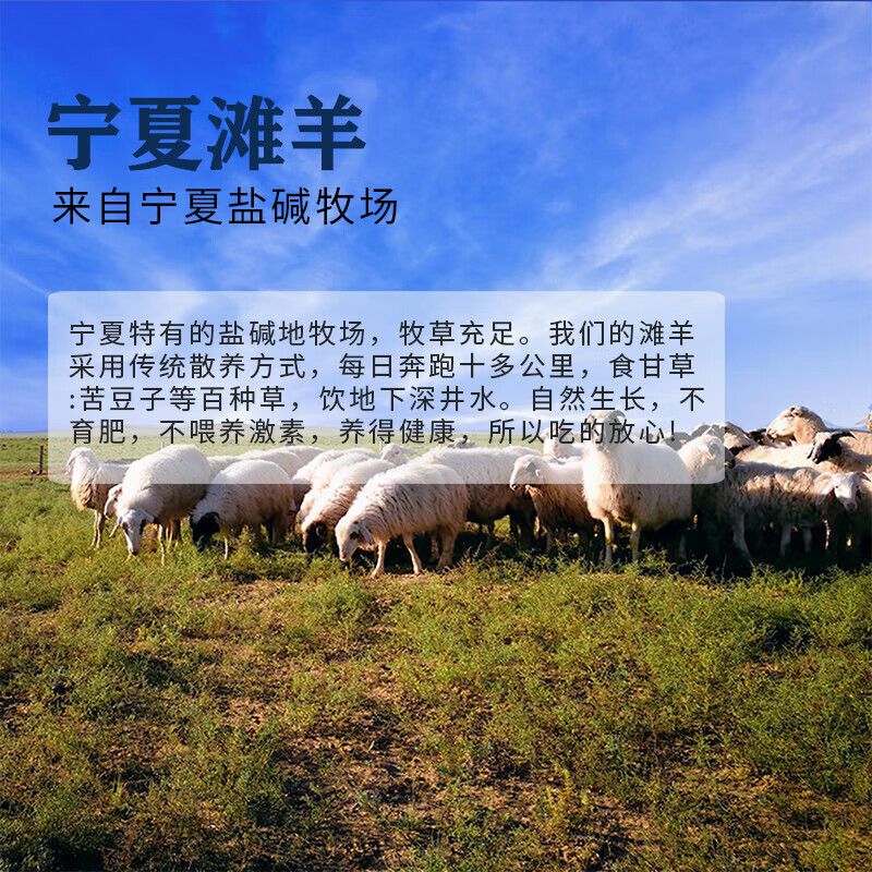 午羊 宁夏滩羊肉 生鲜纯手工羊肉串法式羊排12支600g 撸串烧烤食材 【宁夏滩羊】法式羊排12支