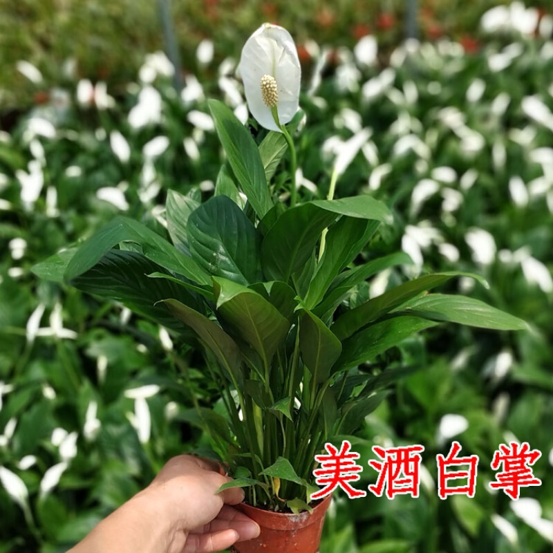 开花植物 美酒白掌 花卉绿植盆栽  客厅室内植物桌面观花盆景 带花