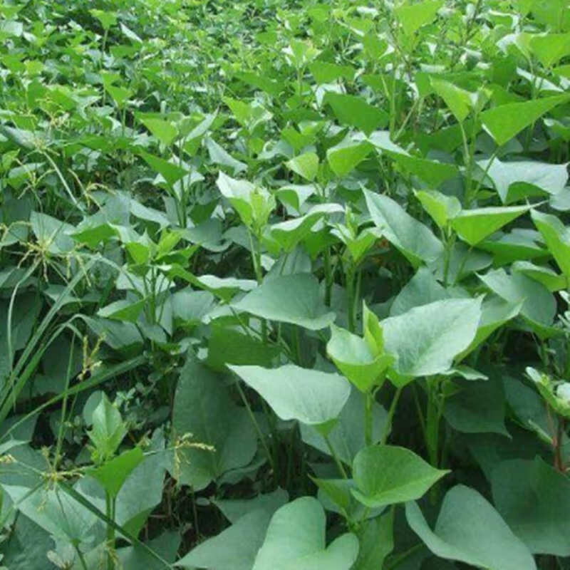 食叶型红薯苗 地瓜叶种苗藤 番薯专吃叶子山芋苗蔬菜 食叶型地瓜叶20