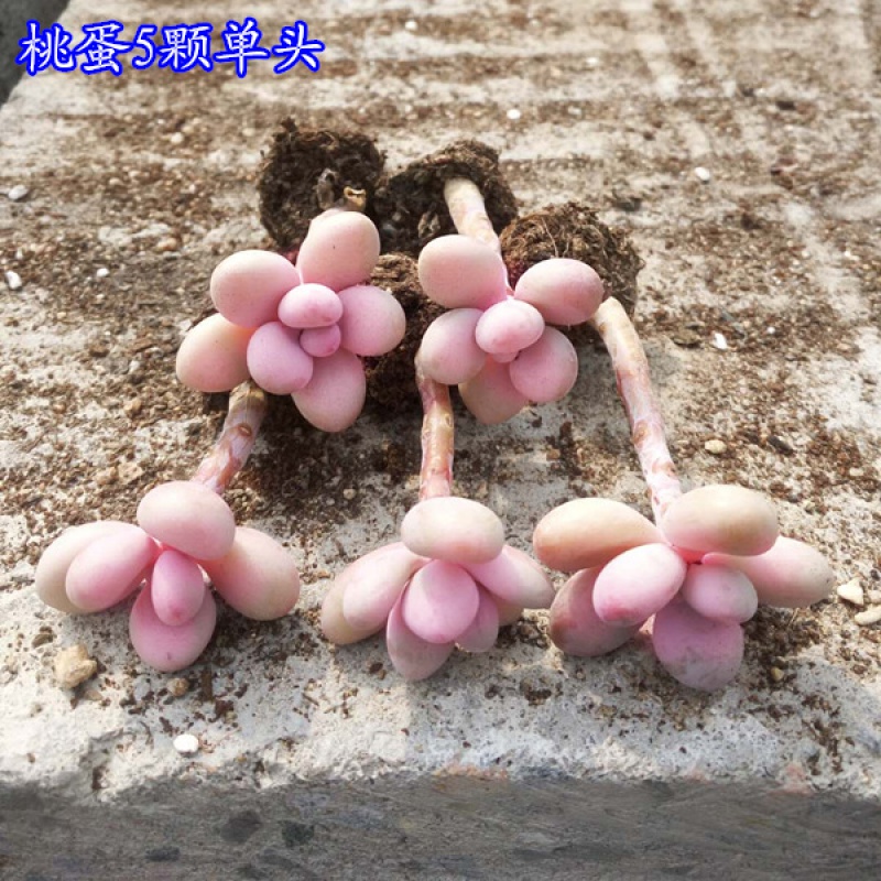多肉植物老桩多头群生桃蛋小老桩多肉植物新款爆盆四季超大群生 红色